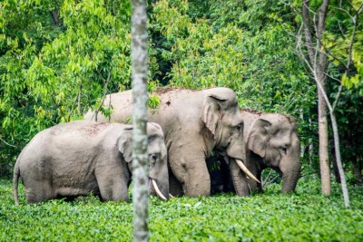 बीस बिघामा लगाइएको धानबाली जङ्गली हात्तीले नष्ट   